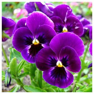 گل و روغن بنفشه
